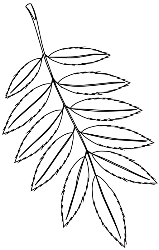 Рисунки осенних листьев карандашом для детей