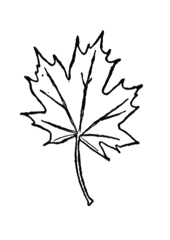 Поэтапный рисунок листа клена