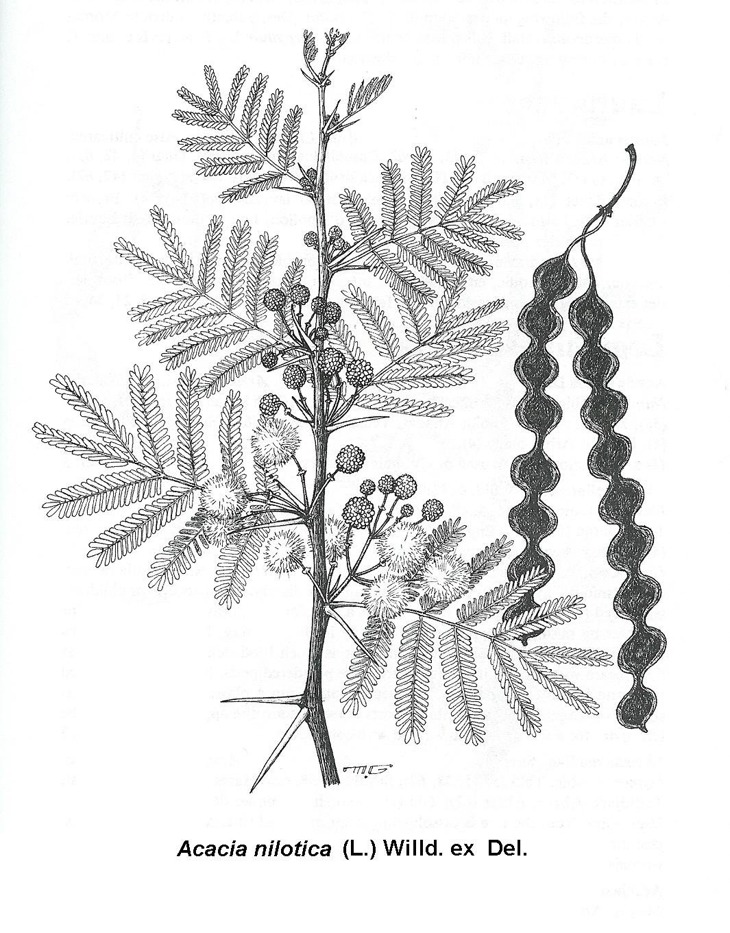 Дерево глицинии акварель