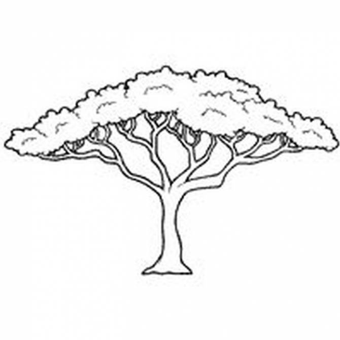 Нарисованная Акация дерево