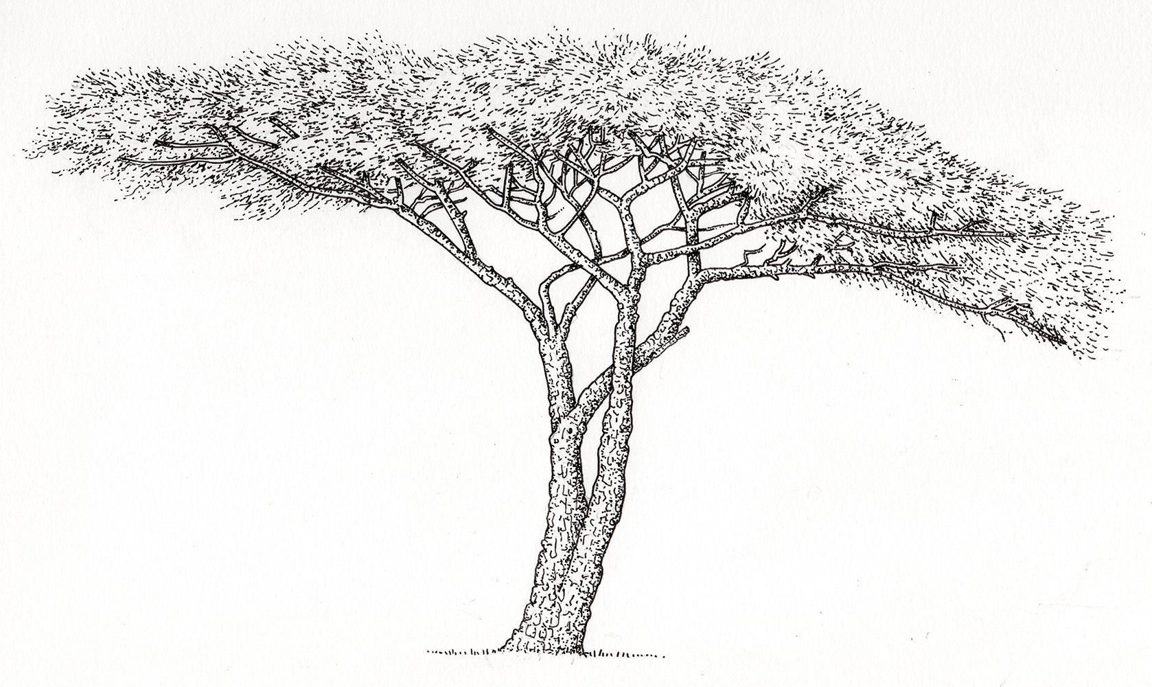 Африканское дерево карандашом