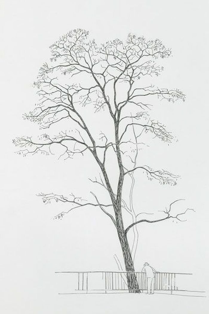 Эвкалипт дерево раскраска