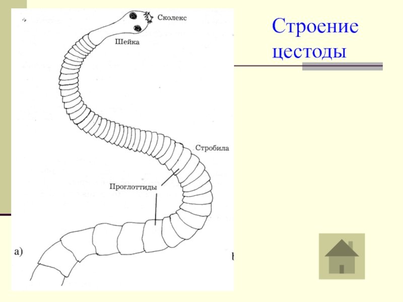 Ленточные черви рисунок (47 фото) скачать бесплатно