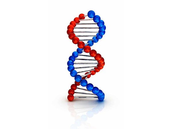 Днк молекула рисунок (44 фото) скачать бесплатно