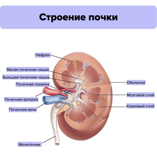 Почки человека рисунок (46 фото) скачать бесплатно