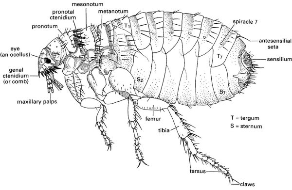 Копулятивный аппарат блохи самец. Отряд блохи строение. Внутреннее строение блохи. Внешнее строение блохи человеческой. Человеческая блоха pulex irritans.