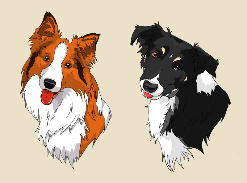 Рисунок колли (43 фото) скачать бесплатно