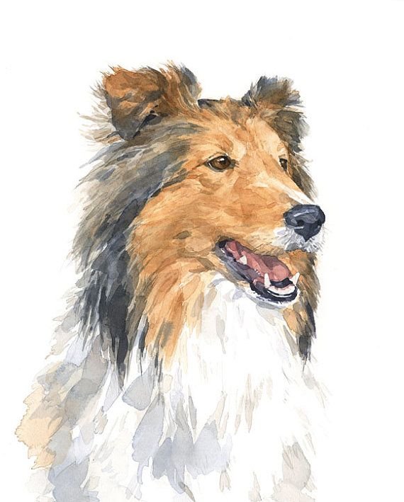 Рисунок колли (43 фото) скачать бесплатно