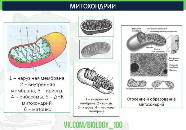 Митохондрия рисунок егэ (45 фото) скачать бесплатно