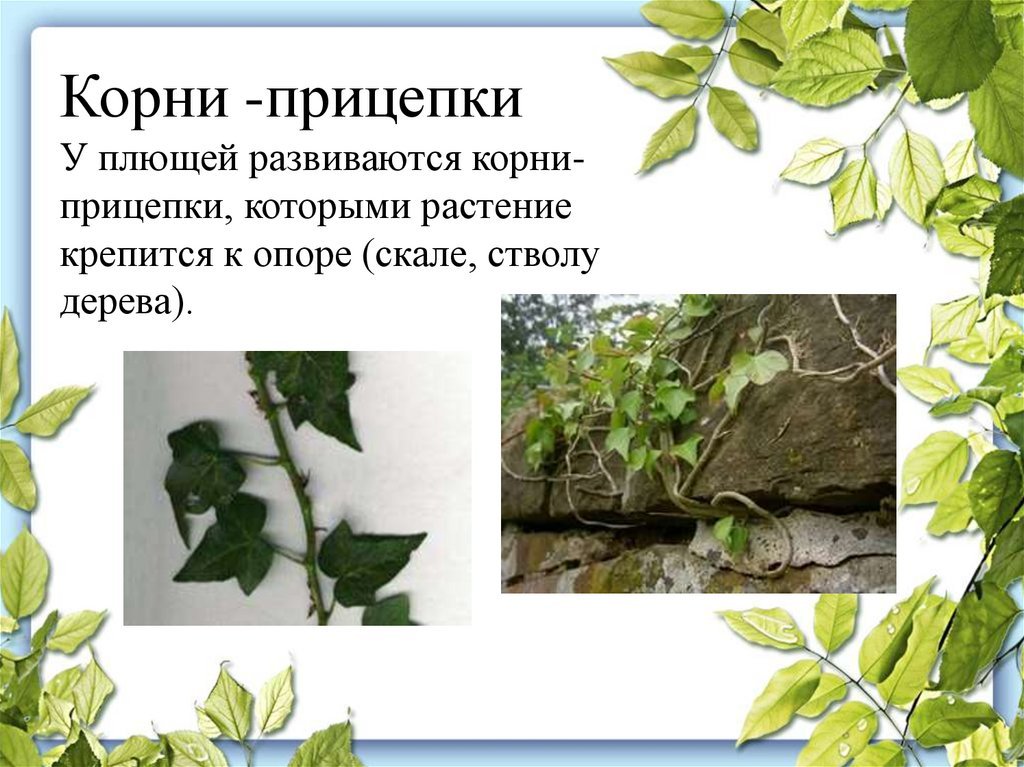 Корни прицепки рисунок (48 фото) скачать бесплатно