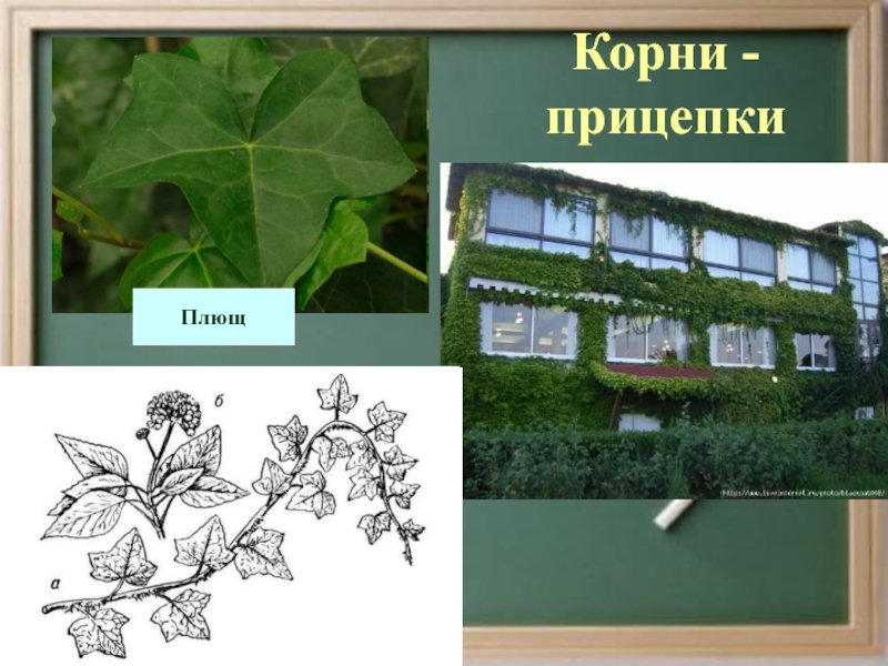 Корни прицепки рисунок (48 фото) скачать бесплатно