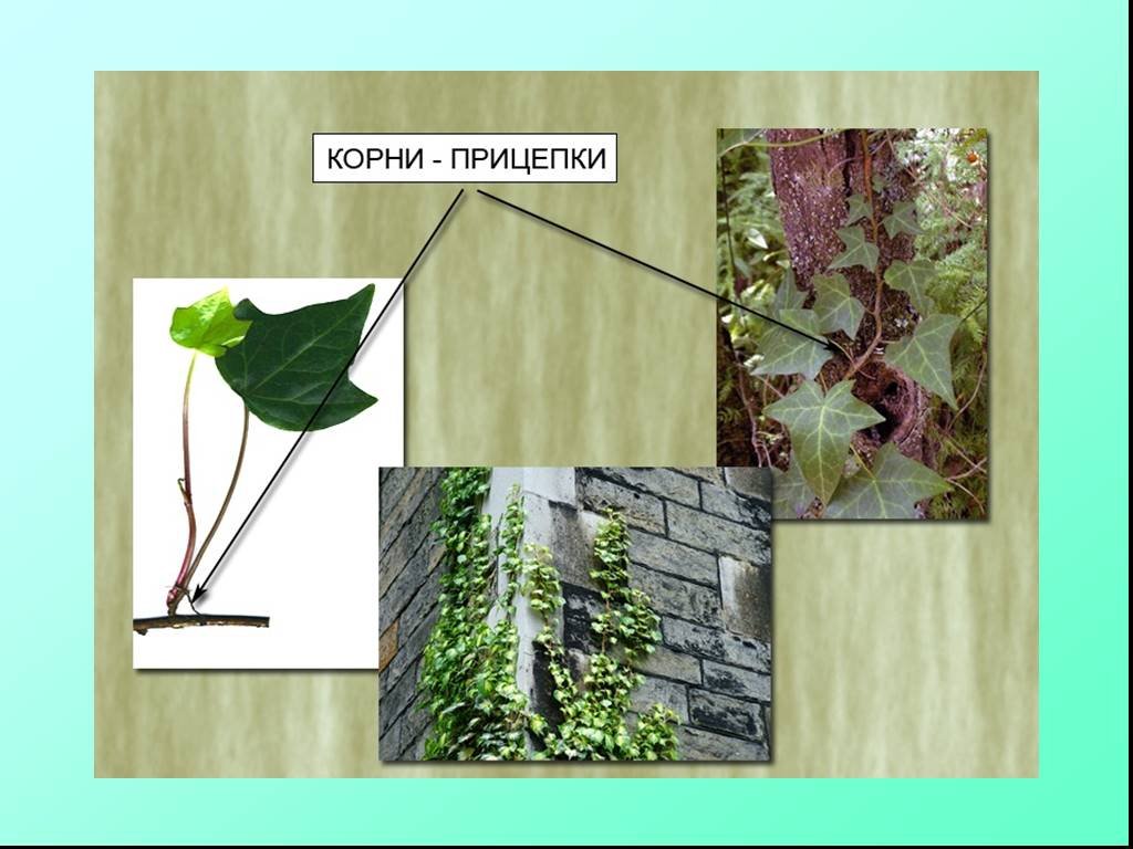 Корни прицепки рисунок (48 фото) скачать бесплатно