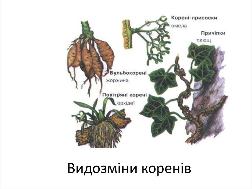 Корни прицепки рисунок (48 фото) скачать бесплатно