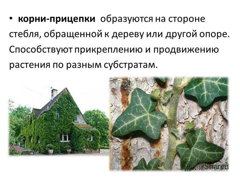 Корни прицепки рисунок (48 фото) скачать