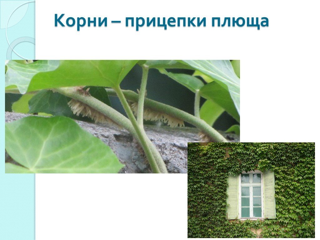 Корни прицепки рисунок (48 фото) скачать