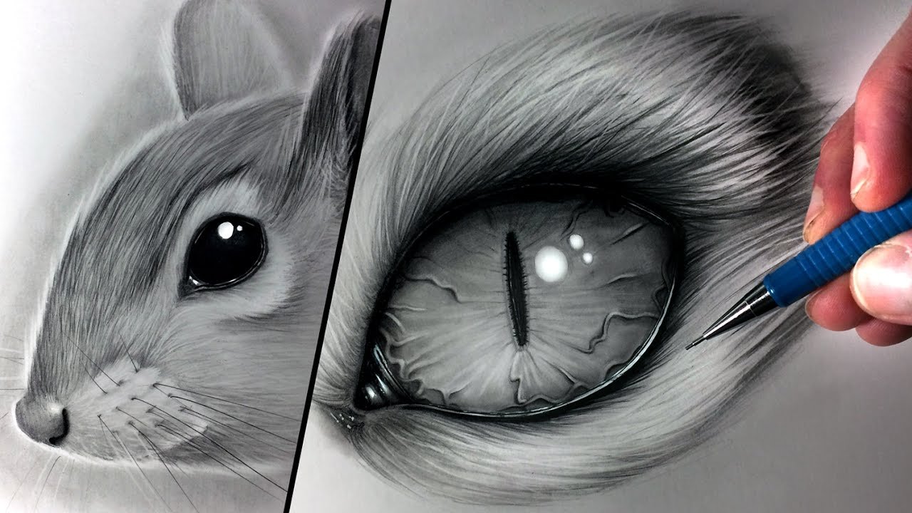 Шерсть карандашом. Рисунки животных карандашом. Реалистичные рисунки животных. Нарисовать шерсть реалистично.