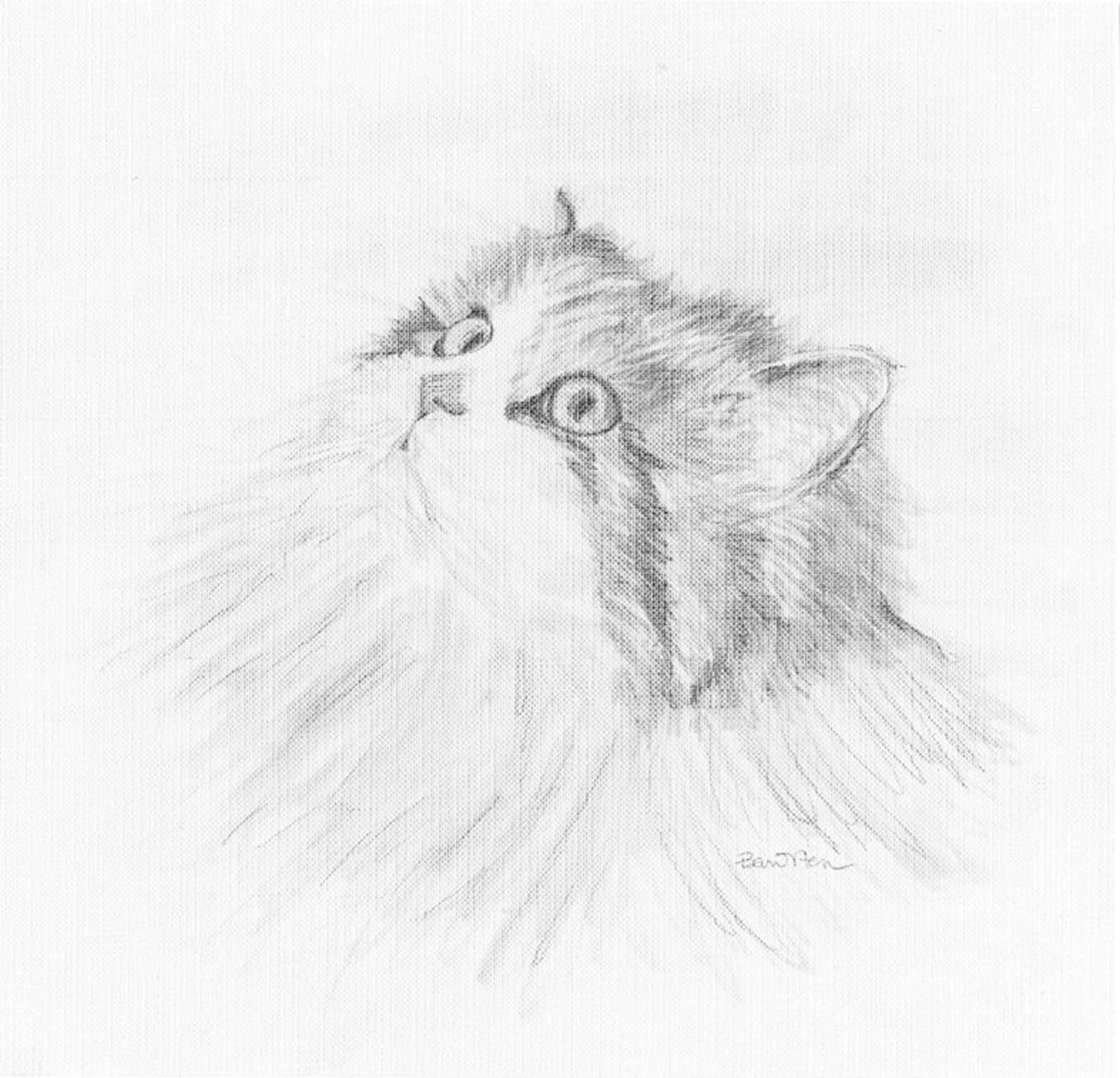 Шерсть карандашом. Персидский кот карандашом. Персидская кошка карандашом. Кошка рисунок карандашом. Нарисовать Персидского кота.