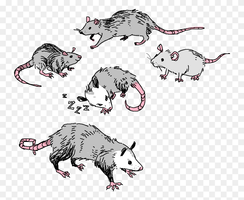 Опоссум рисунок (39 фото) скачать бесплатно