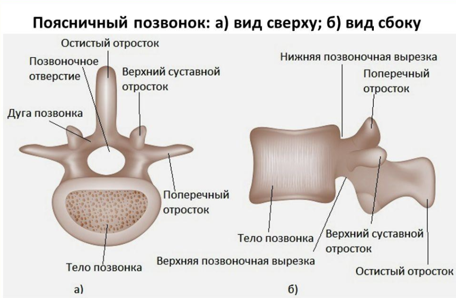 Поясничный позвонок рисунок (44 фото) скачать бесплатно