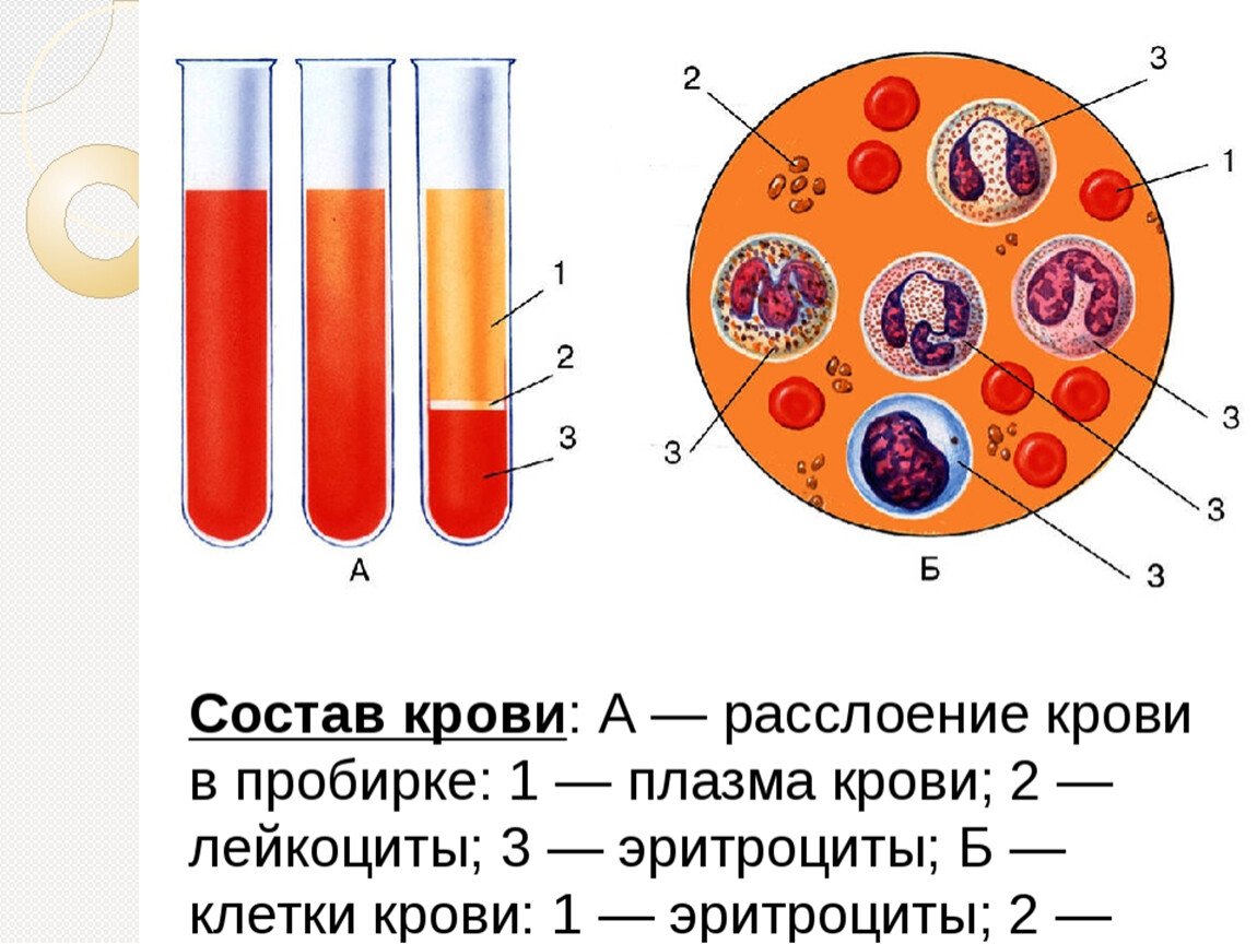 Плазма крови рисунок (47 фото) скачать бесплатно