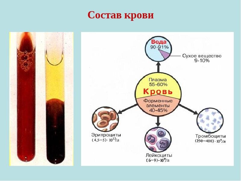 Плазма крови рисунок (47 фото) скачать бесплатно