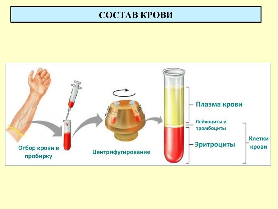 Плазма крови рисунок (47 фото) скачать бесплатно