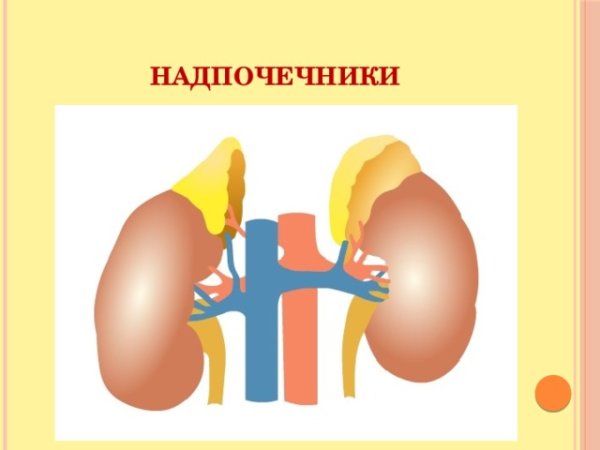 Надпочечники рисунок анатомия