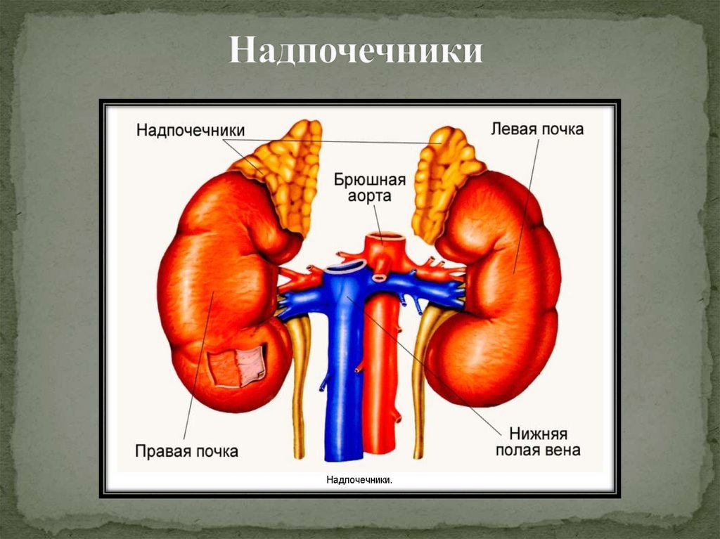 Надпочечники рисунок (48 фото) скачать бесплатно