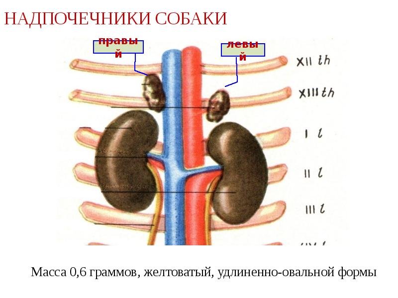 Надпочечники рисунок (48 фото) скачать бесплатно