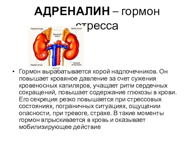 Надпочечники рисунок (48 фото) скачать