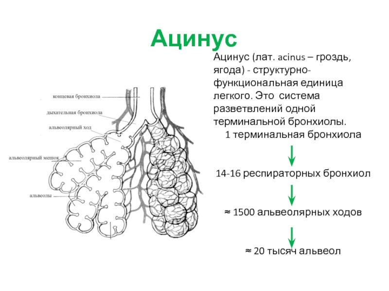 Рисунок ацинус (49 фото) скачать бесплатно