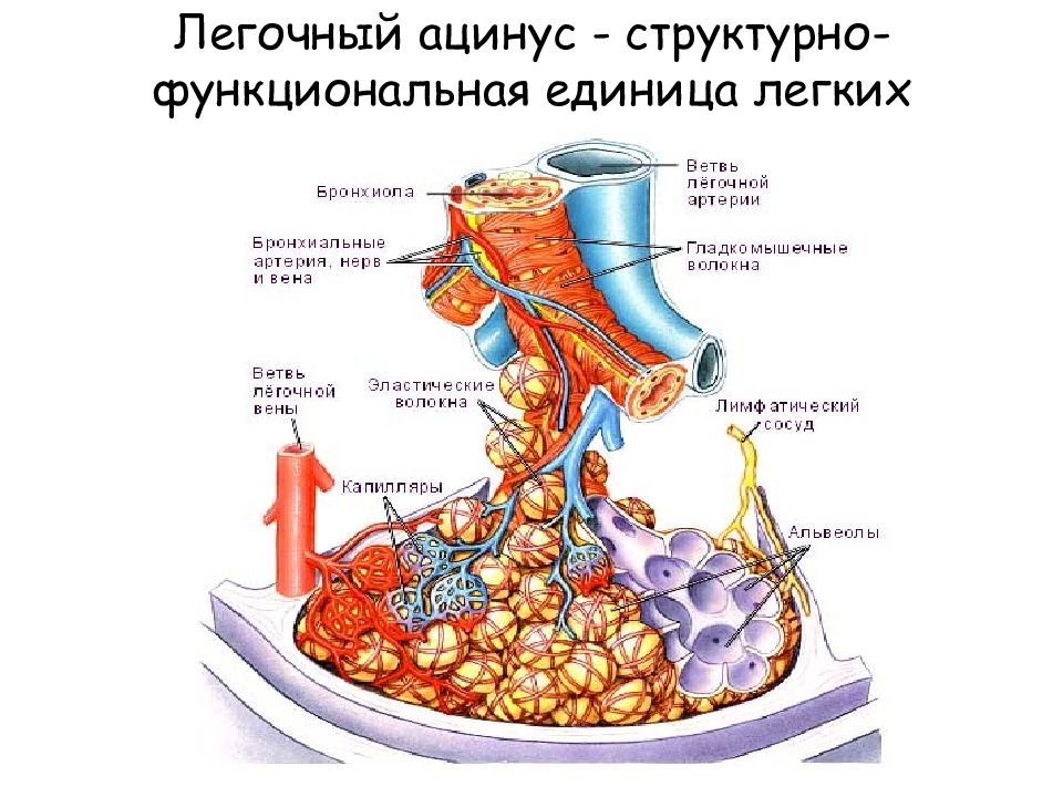 Рисунок ацинус (49 фото) скачать бесплатно