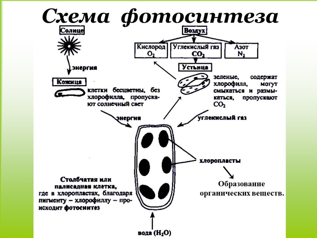 Фотосинтез рисунок егэ (50 фото) скачать бесплатно