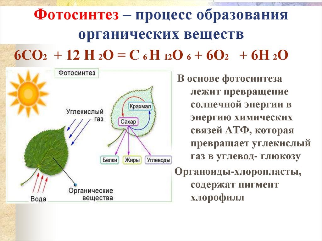 Фотосинтез рисунок егэ (50 фото) скачать бесплатно