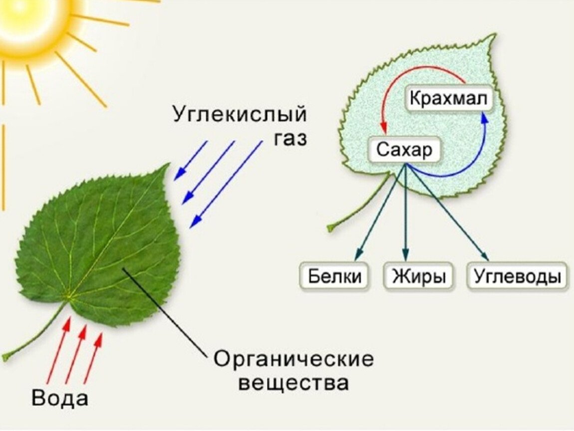 Фотосинтез рисунок егэ (50 фото) скачать бесплатно