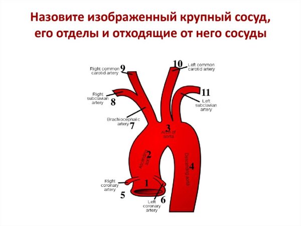 Рисунок аорта (47 фото) скачать бесплатно