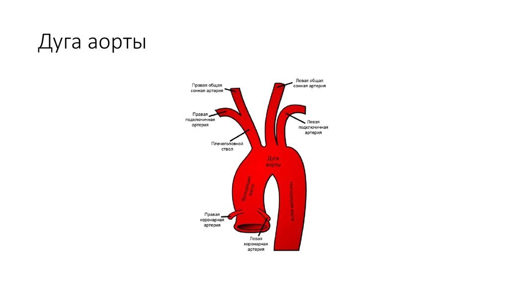 Рисунок аорта (47 фото) скачать бесплатно