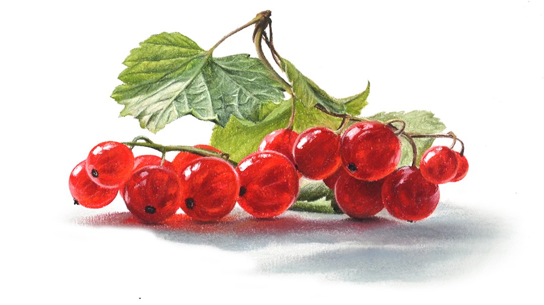 Рисунок ветка смородины (46 фото) скачать бесплатно