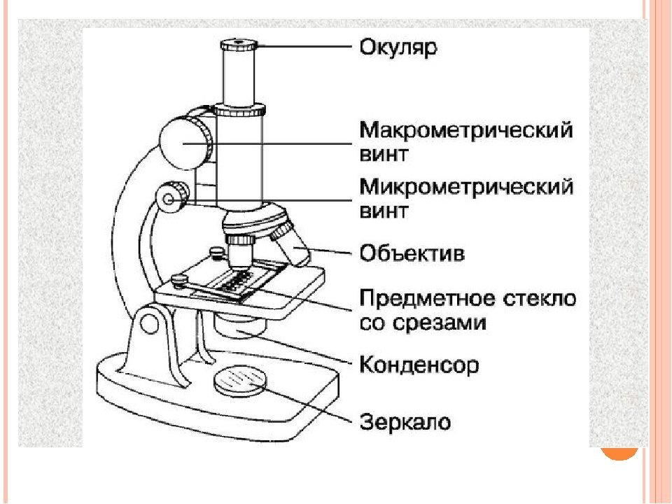 Какой Микроскоп Купить Ребенку 5 Лет