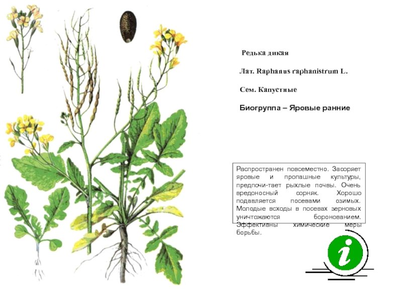 Редька дикая рисунок (48 фото) скачать бесплатно