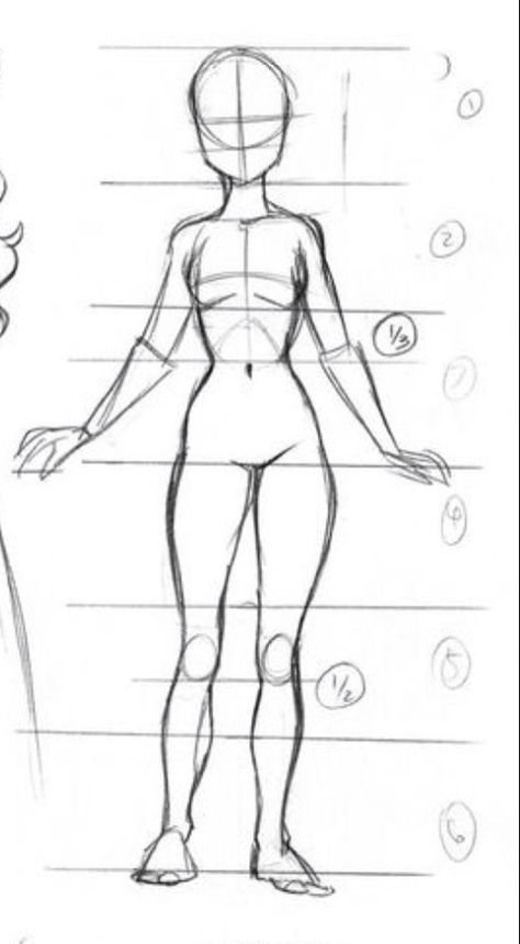Анатомия тела человека для рисования