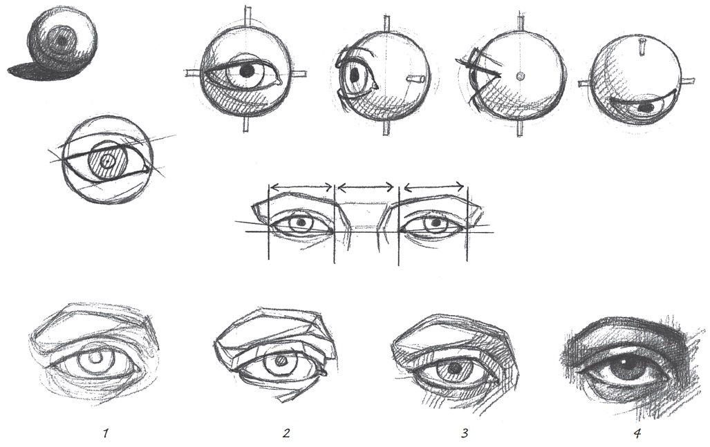Анатомия глаза для художников