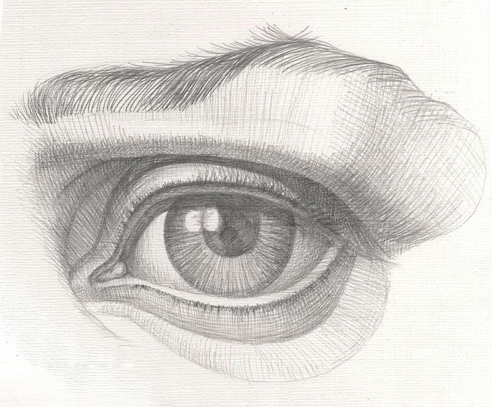 Баммес анатомия глаз