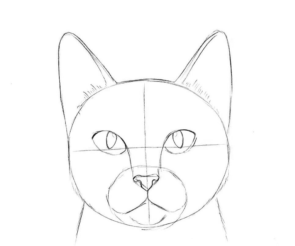 Лицо кошки карандашом