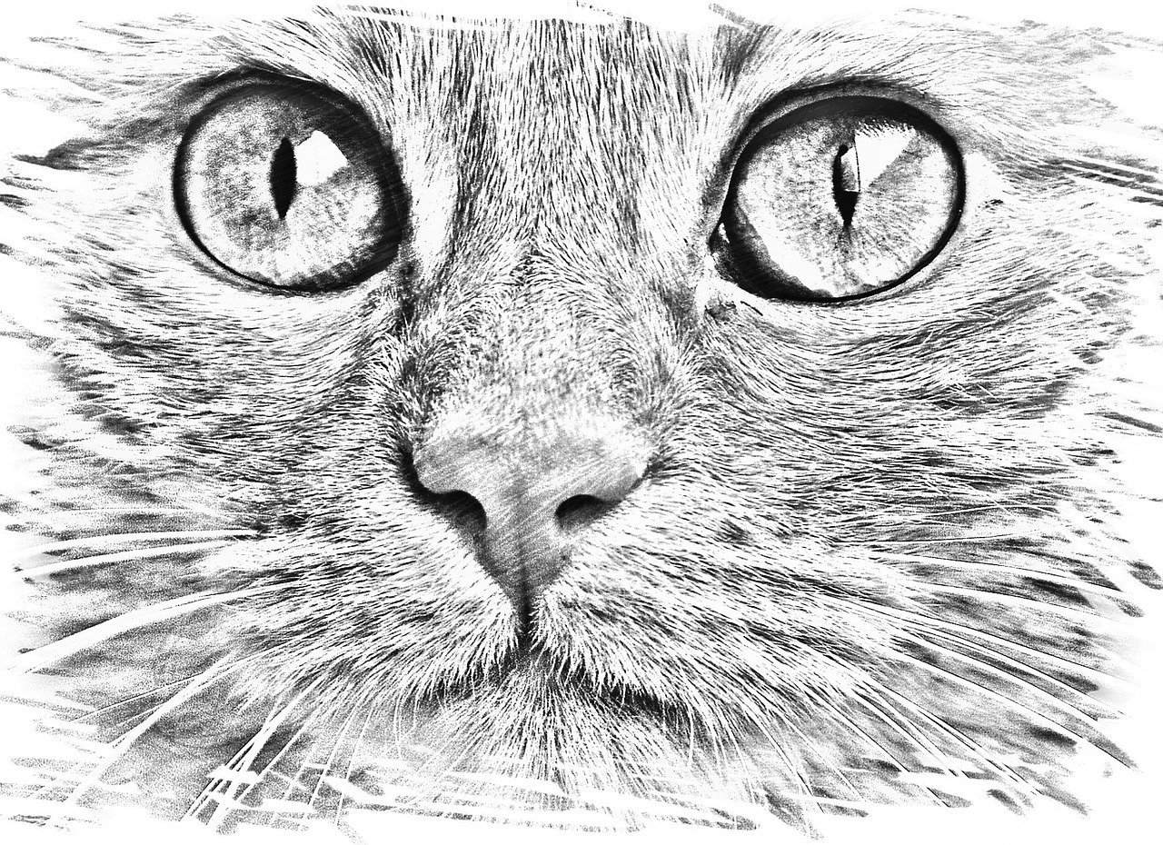 Мордочка кота рисунок карандашом