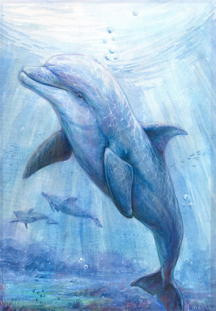 Дельфины карандашом