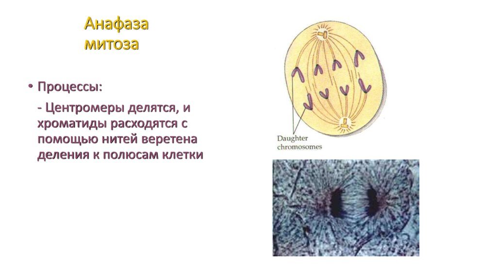 Анафаза митоза рисунок (48 фото) скачать бесплатно