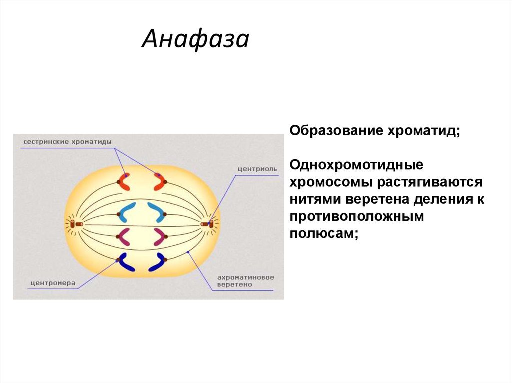 Анафаза митоза рисунок (48 фото) скачать бесплатно