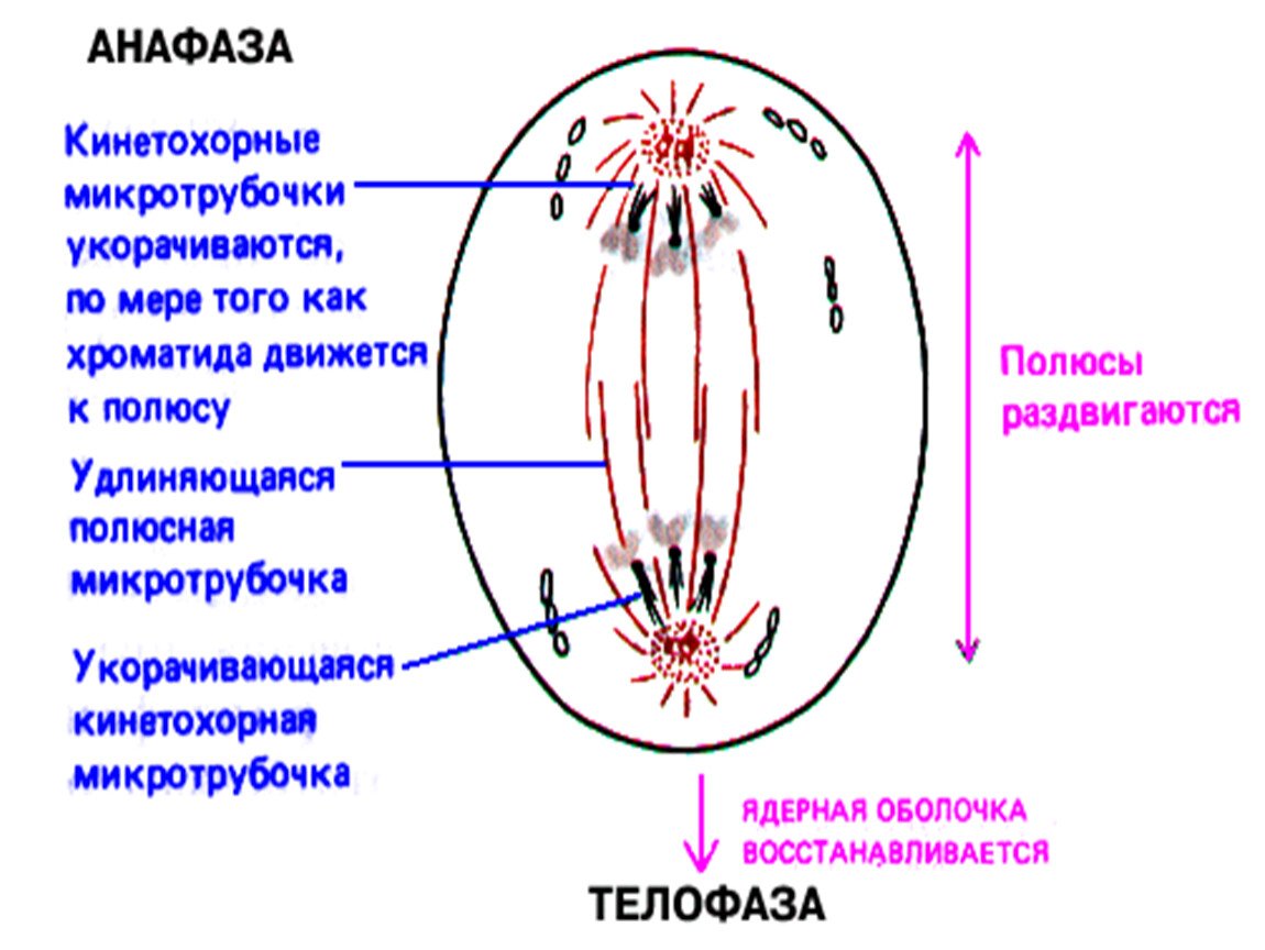 Анафаза митоза рисунок (48 фото) скачать бесплатно