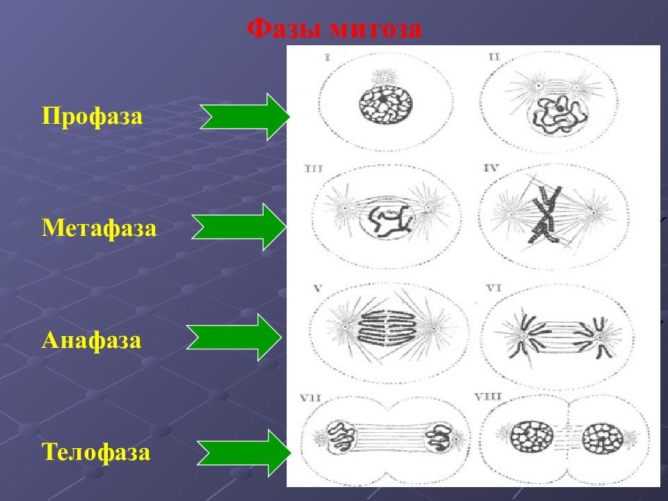 Анафаза митоза рисунок (48 фото) скачать бесплатно